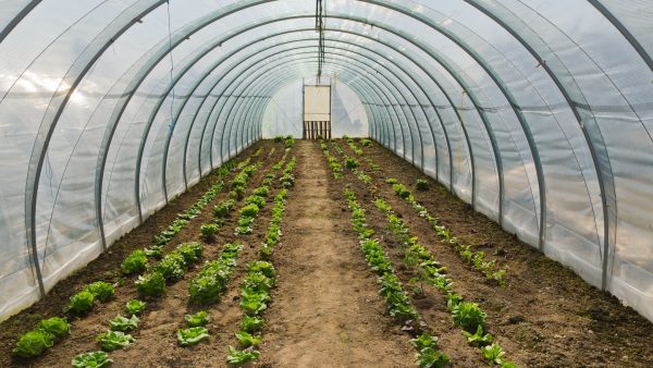 Invernadero agrícola hecho con película plástica soldada, protegiendo cultivos en su interior