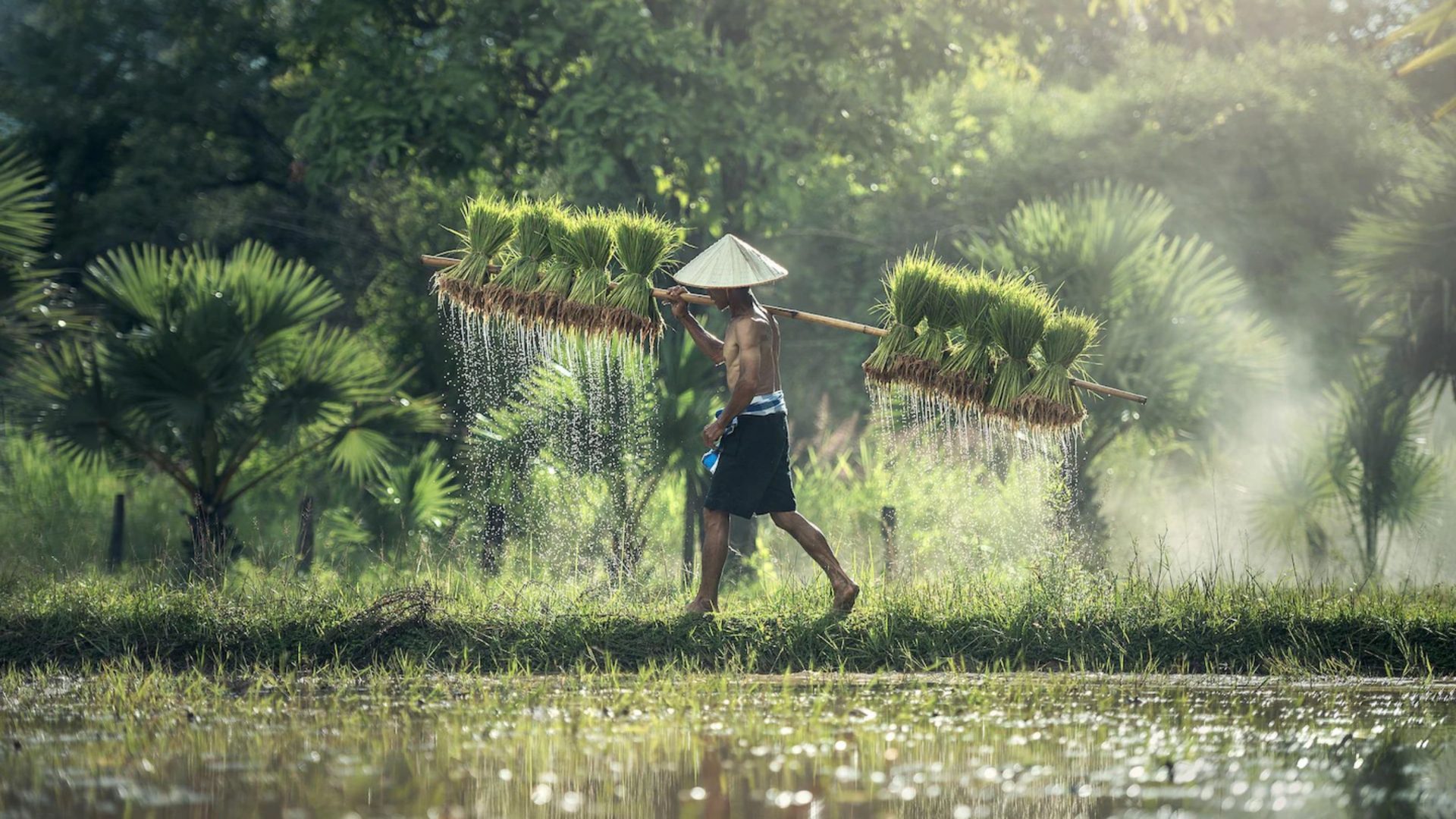 Agricultor vietnamita trabajando en un campo de arroz, símbolo de la producción agrícola sostenible en el Delta del Mekong