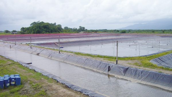 Viveiros de piscicultura revestidos com geomembranas, utilizados para criação sustentável de peixes e controle de qualidade da água