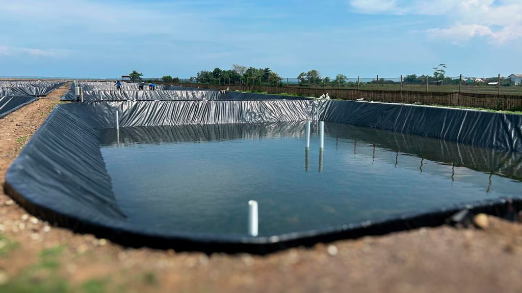 Granja de camarones con estanques impermeabilizados con geomembrana de PEAD soldada con Leister TWINNY S, garantindo estanqueidad y operación segura