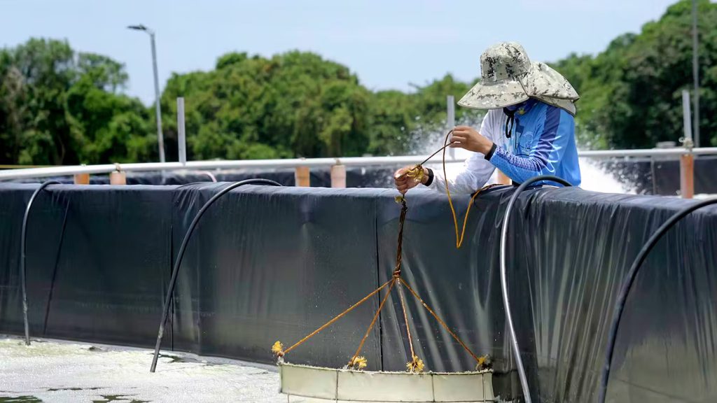 Tanques de acuicultura sostenible impermeabilizados con tecnología de soldadura Leister para la cría eficiente de camarones
