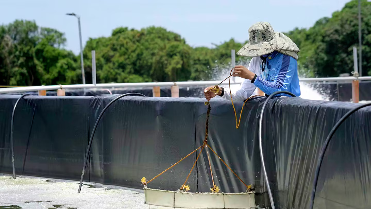 Tanques de acuicultura sostenible impermeabilizados con tecnología de soldadura Leister para la cría eficiente de camarones