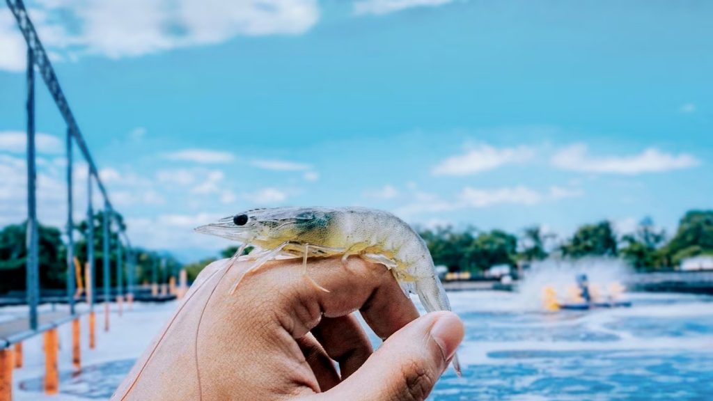 Producción de camarones de alta calidad en ambientes controlados mediante geomembranas soldadas con equipos Leister